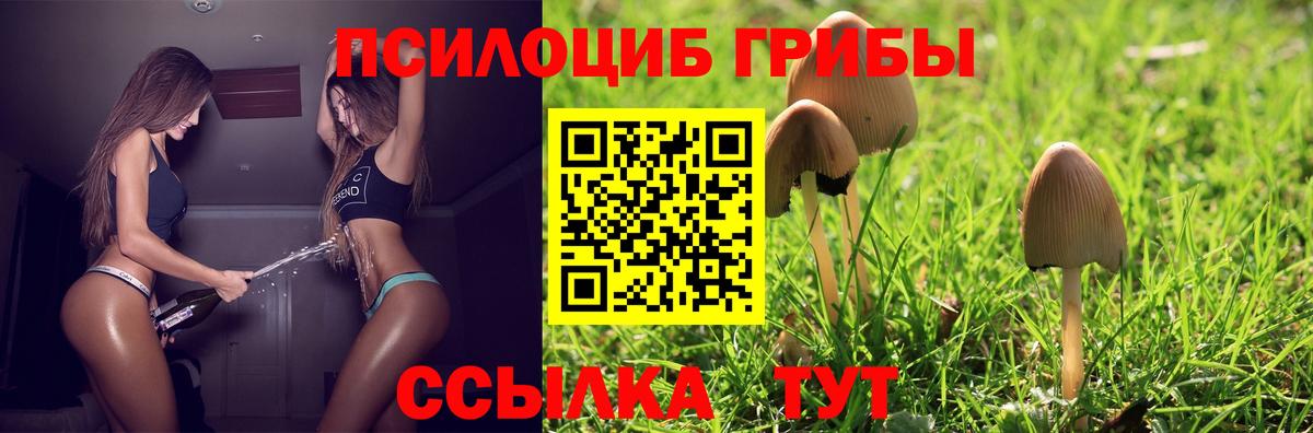 Галлюциногенные грибы Psilocybe  Вход с VPN  Тихорецк 